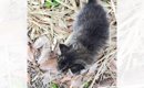 ワンコの散歩中に草むらから出てきた子猫を保護→病院に連れて行くと……