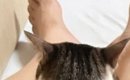連休中、娘が久しぶりに帰ってきた結果…猫たちが見せた『可愛すぎる行…