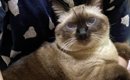 久しぶりに帰ってきた『大好きな娘』に抱っこされると…『猫が見せた表…