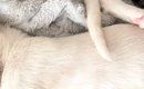 飼い主『もう芸術作品』→スヤスヤと眠っていた子猫たち…驚きの寝姿に…