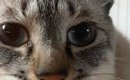 目を大きく見開く猫→『鼻先』をよく見ると、何かがついていて…可愛す…