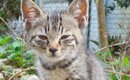 厳しめの表情をしていた『野良の子猫』を家に迎えて『１０年』…可愛す…