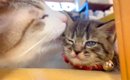 先住猫から初めて『毛づくろい』された子猫→ずっと見ていたくなる『微…