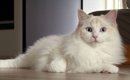 「別猫すぎるｗ」2月ごろはフワフワだった猫が換毛期を迎えた結果…『…