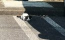 暑い中、後ろ足を引きずっている『ひとりぼっちの子猫』と出会った結…