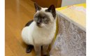 『おこげと名付けた猫』が成長した結果…名前を裏切る『衝撃的な見た目…