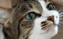 休みを取った嫁から送られてきた『猫の様子』を見たら…思わず嫉妬して…