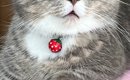 『何とも味のあるお顔』→猫の表情を見てみたら…思わず笑顔になる光景…