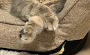 ふと見ると、座椅子に寄りかかって『眠っていた猫』→かわいい表情に、…