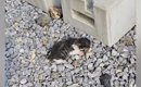 母猫に置いてきぼりにされた『生後2日の赤ちゃん猫』を保護→1か月お世…