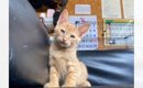 『猫飼わない？』と友達から連絡→一目ぼれして迎え入れたら…10分後の…