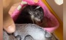ミルクを飲めず弱りきった子猫→"血の繋がりのない母猫"に託…