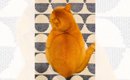 茶色い毛並みの猫と『似ている食べ物』を並べてみた結果…「同じ猫かと…