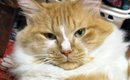 実家に帰省すると見たことのない『デカ猫』が…想像以上の『くつろぎっ…