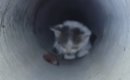 3日間、『下水管の中』で鳴き続けた子猫→ごはんで誘っても出てこなく…