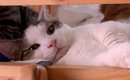 ベッドの掃除をしたいママ→猫が全然退いてくれなくて…『爆笑のやりと…