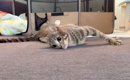 “歩けない”１歳の猫→パパが「おいで」と呼んだ結果…一生懸命『呼びか…