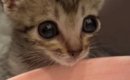 初めて水を飲む保護子猫→『表情』が変化して…一生懸命な様子が可愛す…