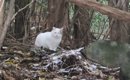 雪が降る寒い山奥に『1匹でいた警戒心の強い猫』が保護された結果…思…