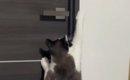 出張中のパパの部屋の前で『鳴き続けていた猫』→服を渡してみたら…可…