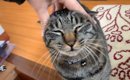 『猫だけが迎えにきて柴犬がこないと思ったら…』まさかの光景が面白す…