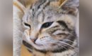 『口をもごもごと動かす子猫』を撮影していると…思いもよらない『貴重…