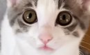 仕事に行こうとしたら、『子猫』がやって来て…飼い主悶絶の『尊すぎる…