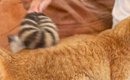 背中をブラッシングしてもらっている茶トラ猫→『お腹の下』を見ると……