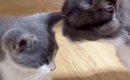 子育て中の母猫→亡くなった我が子そっくりな『保護子猫』と対面した結…