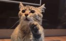 交通事故に遭い、『金網に引っかかっていた猫』が保護された結果…現在…