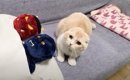 布団に入ろうとした猫→すでに『先客』がいた結果……可愛すぎる『まさか…