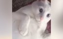 くつろぐ白猫→お父さんから『失礼な言葉』を言われた次の瞬間……『まさ…