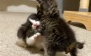 2匹の赤ちゃん猫が突然『ケンカ』を始めて…泣けてくるほど可愛い『赤…