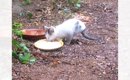 外にいた『2本足の猫』を保護→病院に行くと、獣医さんも驚きで…判明し…