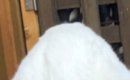 『猫』を撮影したはずなのに……謎の生き物すぎる『衝撃の瞬間』に30万…
