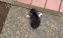 玄関先で『弱っていた子猫』を保護→1か月が経つと…涙あふれる『成長記…
