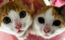 とっても仲良しな『きょうだい子猫』→大きく成長した『現在』…微笑ま…