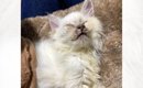 雨で体が濡れて『ぐしゃぐしゃになっていた猫』を保護して３年…想像も…