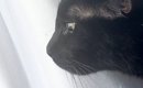 窓辺にいた黒猫→『カラス』が近づいてくると、『耳』がわかりやすく変…
