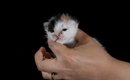 生後1日から77日まで、毎日1枚ずつ『猫を撮り続けた』結果…素敵すぎる…