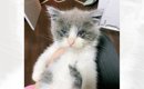 目がぐちゃぐちゃの『とても弱っていた子猫』を保護した結果…思わず泣…