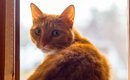 猫が『ごめんなさい』と謝っているときのサイン3選　どんなときに見ら…