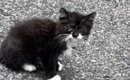 駐車場にいた『やせ細った子猫』→保護された結果……『見違える変化』に…