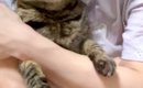 大好きなママに後ろから抱きしめられて…猫が見せた『とんでもなく尊い…