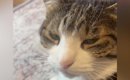 愛猫に『お仕事行ってくるね』と伝えた結果…心奪われる『可愛すぎるお…