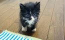 1匹だけ起きていた『甘えん坊の保護子猫』→抱っこしたら…5秒後の『ま…