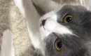マットの上でくつろぐ2匹の猫→『おてて』と『おてて』が……たまらなく…