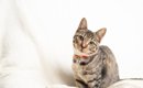 初めてでも飼いやすい『おすすめ猫種』5選　性格や特徴、お迎え前に知…