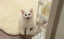 甘えん坊の子猫が『3時間ぶりにママと再会』した結果…涙が出るほど尊…