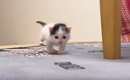 ようやく目が見えてきた『赤ちゃん猫』→よちよち歩きで…『尊い瞬間』…